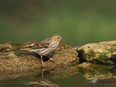 Europese kanarie / Serinus serinus