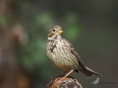 Grauwe gors / Corn bunting