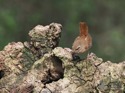 Winterkoning / Eurasian Wren