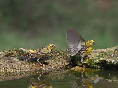 Europese kanarie / Serinus serinus