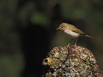 Bergfluiter / Bonelli's warbler