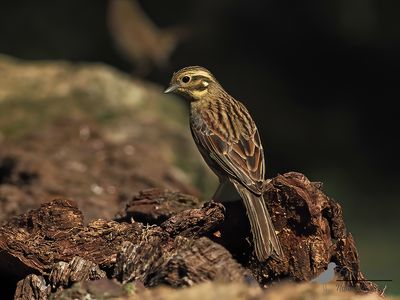Cirlgors / Cirl bunting