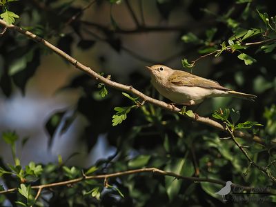 Bergfluiter / Bonelli's warbler