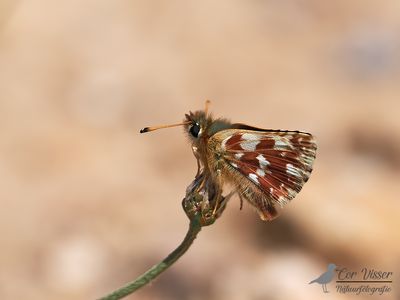 Kalkgraslanddikkopje / Spialia sertorius