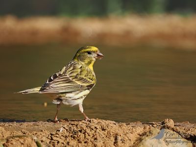 Europese kanarie / Serinus serinus