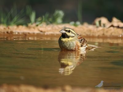 Cirlgors / Cirl bunting