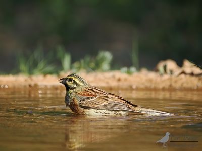 Cirlgors / Cirl bunting