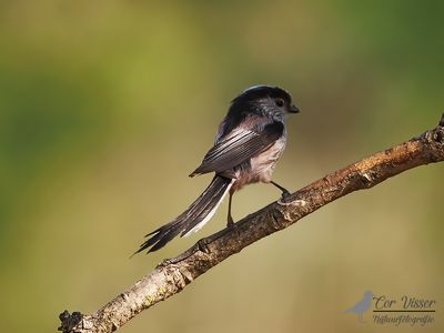 Staartmees / Long-tailed Tit