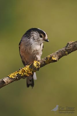 Staartmees / Long-tailed Tit