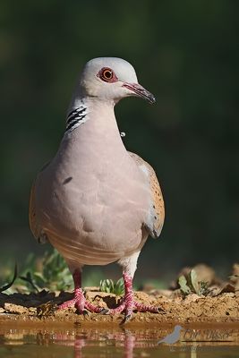 Zomertortel / European turtle dove