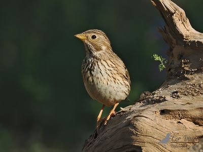Grauwe gors / Corn bunting