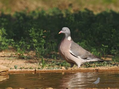 Houtduif / Common wood pigeon