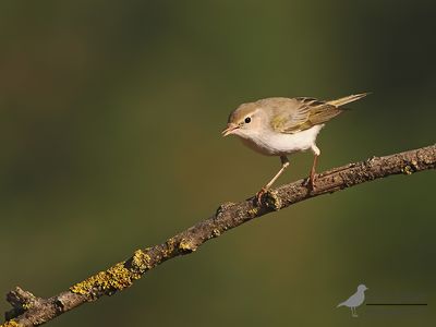 Bergfluiter / Bonelli's warbler