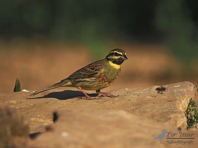 Cirlgors / Cirl bunting