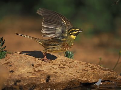 Cirlgors / Cirl bunting