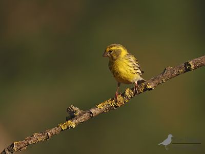 Europese kanarie / Serinus serinus