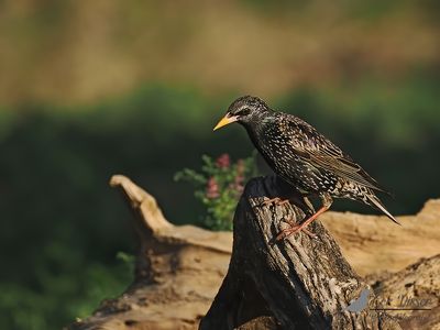 Spreeuw / Sturnus vulgaris
