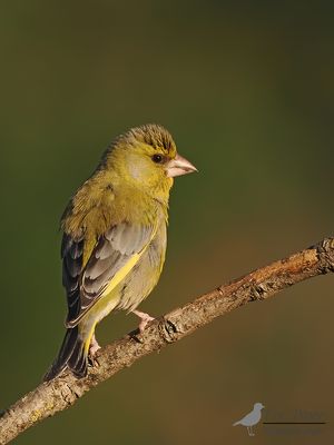 Groenling / Greenfinch