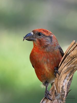 Kruisbek / Common grossbill