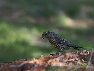 Kruisbek / Common grossbill