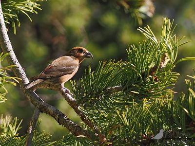 Kruisbek / Common grossbill