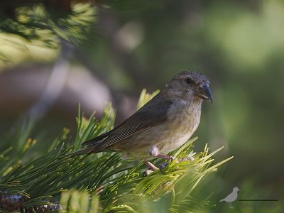 Kruisbek / Common grossbill