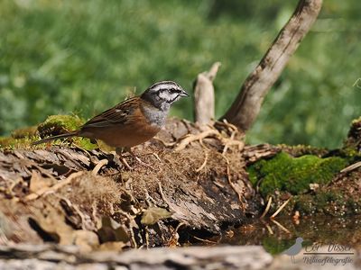 Grijze gors / Rock bunting