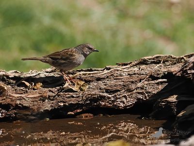 Heggenmus / Dunnock