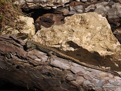 Muurhagedis / Common wall lizard
