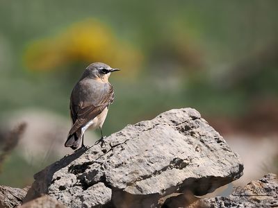 Tapuit / Northern wheatear