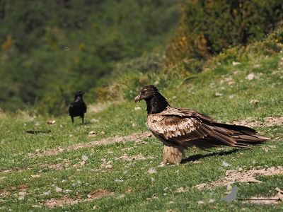 Lammergier / Bearded vulture