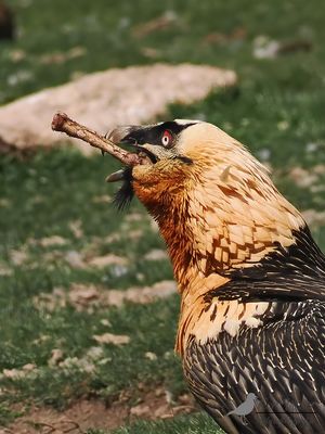 Lammergier / Bearded vulture