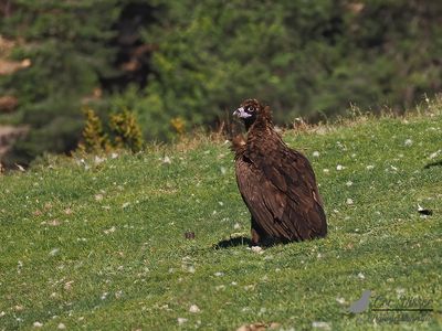 Monniksgier / Cinereous vulture