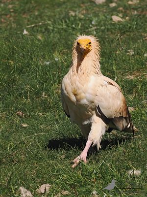Aasgier / Egyptian vulture