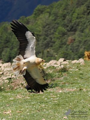 Aasgier / Egyptian vulture