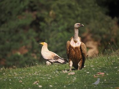 Aasgier / Egyptian vulture