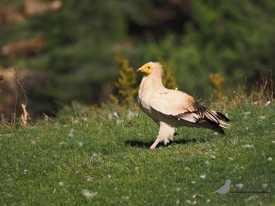 Aasgier / Egyptian vulture