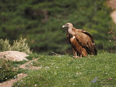 Vale gier / Griffon vulture