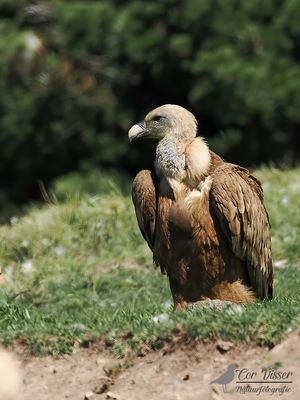 Vale gier / Griffon vulture