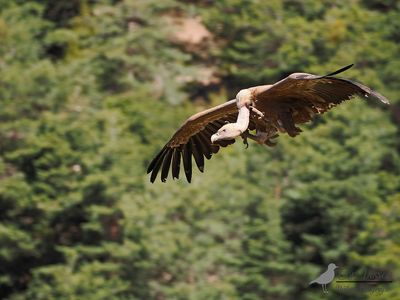 Vale gier / Griffon vulture