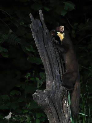 Boommarter / European pine martin