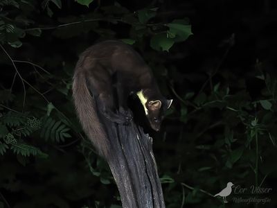 Boommarter / European pine martin