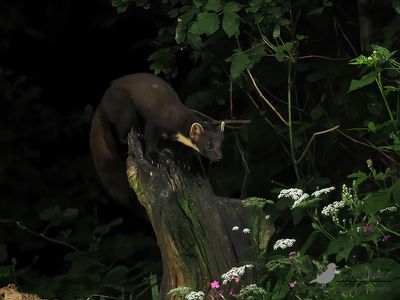 Boommarter / European pine martin