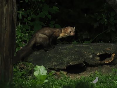 Boommarter / European pine martin