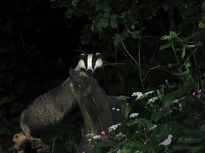Das / Badger