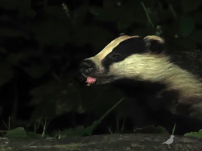 Das / Badger