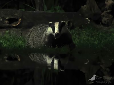 Das / Badger