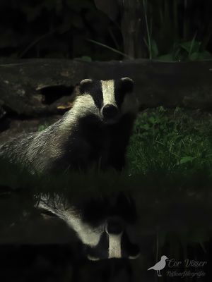 Das / Badger