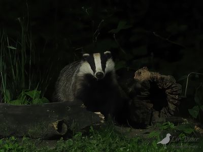 Das / Badger