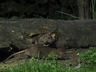 Bruine rat / Brown rat